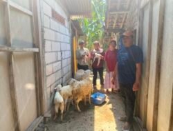 Program Pemkab Bojonegoro Domba Kesejahteraan Tunjukkan Hasil Positif, Bantuan 2 Ekor Berkembang Menjadi 7 Ekor