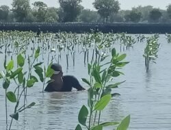 Prestasi PLN UIP JBTB dalam Peringatan Hari Bumi, PLN UIP JBTB Hijaukan Pesisir Gresik Lewat Penanaman 20.000 Bibit Mangrove