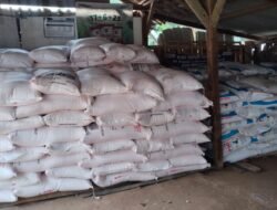 Petani kecamatan waway karya berbahagia pupuk subsidi yang dinantikan selama Dua bulan kini telah didistribusikan